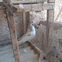نر کفتر
