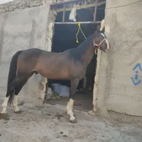اسب
