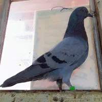 کبوتر ..کفتر