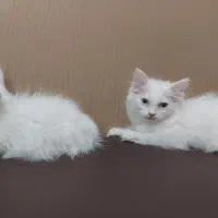 گربه|گربه|تهران, هفت حوض|دیوار