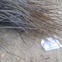 آغاز فروش نهال بادام درنهالستان قنبری|گل و گیاه طبیعی|ارومیه, |دیوار