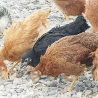 مرغ تخمگذار ۱۳۰ روزه