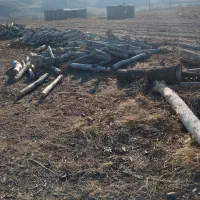 خریدارهمه نوع چوپ ودرخت|خدمات باغبانی و درختکاری|مشگین شهر, |دیوار