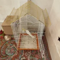 عروس هلندی|پرنده|جهرم, |دیوار