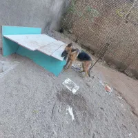 ژرمن یکساله ماده