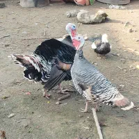 بوقلمون برنزه سینه پهن