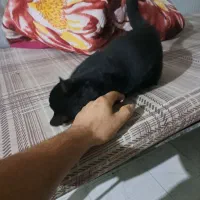 گربه خانگی|گربه|تهران, آذربایجان|دیوار