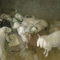 بره پرواری برای ذبح کردن خوبن چوش بخته هم موجوده|حیوانات مزرعه|پاریز, |دیوار