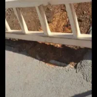 نردبان چوبی ۴ متری