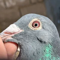 کبوتر مسافتی|پرنده|نیمبلوک, |دیوار