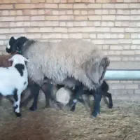 شیشک قوچ شال|حیوانات مزرعه|خمین, |دیوار