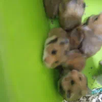 همستر|موش و خرگوش|سنندج, |دیوار