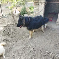 سگ ژرمن شولاین نر