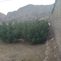 زمین