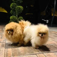 فروش سگ پامر فنجونی فقط ده میلیون