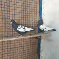 کفتر سینه|پرنده|شیراز, گلشن|دیوار