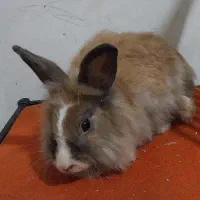 سه تا خرگوش بالغ جرسی و لوپ پشمالو و دستی فقط ۳۰۰|موش و خرگوش|هشتگرد, هشتگرد قدیم|دیوار