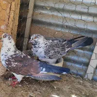 نر وماده پرشی