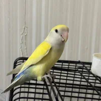 یک جفت طوطی برزیلی