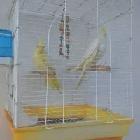 طوطی عروس جفت|پرنده|کوچصفهان, |دیوار