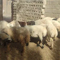 گوسفند فروشی