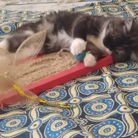 بچه گربه ماده چینچیلا