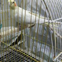 معاوضه با عروس هلندی نر بالغ دوچرخه بزرگ سال