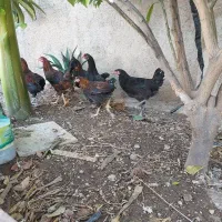 بچه خروس محلی
