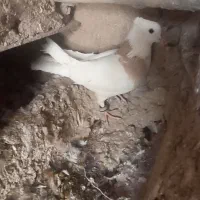 کبوتر طوقی|پرنده|ماهیدشت, |دیوار