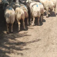 میش چاق روغنی بره