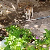 واگذاری گربه|گربه|بوشهر, |دیوار