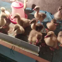 فروش جوجه غاز و