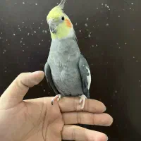 عروس هلندی نر سینامون لوتینو آلبینو بالغ|پرنده|تهران, شکوفه (عبدل آباد)|دیوار