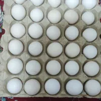 تخم مرغ گلین فول|حیوانات مزرعه|شیراز, شاپورجان|دیوار
