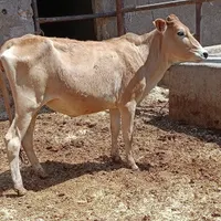 گاو گوساله گوسفند بز بره گاومیش درشادگان|حیوانات مزرعه|اهواز, گلستان|دیوار
