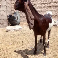 ماده بز پاکستانی