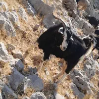 بز با کهره