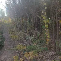 انواع نهالهای مسمروغیرمسمر فقد45هزار دیال اباد|خدمات باغبانی و درختکاری|قزوین, |دیوار