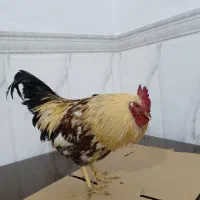 خروس محلی|حیوانات مزرعه|نسیمشهر, |دیوار