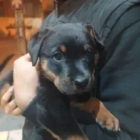 واگذاری روتوایلر