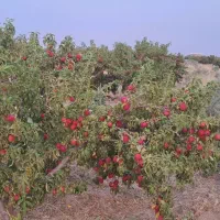 ۷ هکتارباغ و زمین زراعی