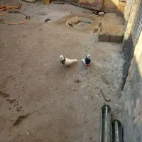 تعدادی طوقی معامله با صرب