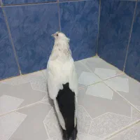 ماده دم سیاه عطیقه درجه یک