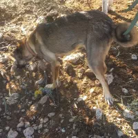 سگ پزدر|سگ|سیروان, |دیوار