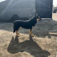 سگ ژرمن ماده