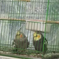 عروس هلندی بالغ