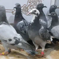 ۱۶عدد جوجه کبوتر پلاکی عربستان