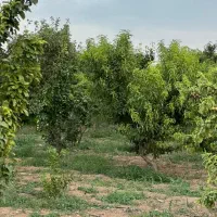 سرمایه گذاری باغ میوه و انگور مناسب با بودجه ی شما|فروش دفتر صنعتی، کشاورزی، تجاری|محمدیه-قزوین, |دیوار