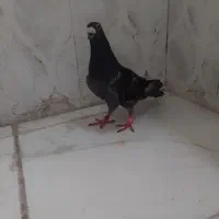 پولکی مسافتی