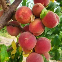 باغ 750متری پل زمانخان